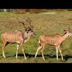 Jacksonville Zoo 2020 - YouTube