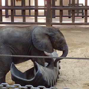 African Elephant calf, Kirkja, 3 mo. old