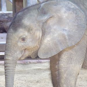 African Elephant calf, Kirkja, 3 mo. old