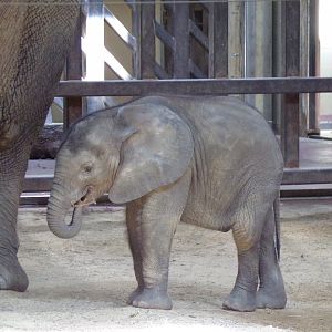 African Elephant calf, Kirkja, 3 mo. old