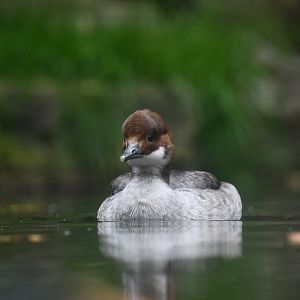 Smew