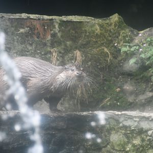 European Otter