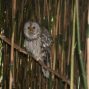 Ural Owl
