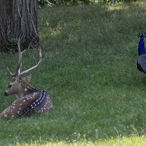 Axis Deer and Peafowl