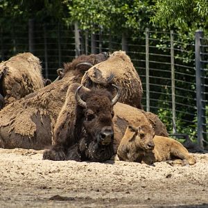 Plains Bison