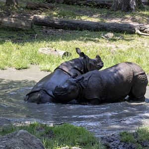 Greater One-horned Rhinoceroses