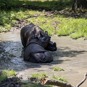 Greater One-horned Rhinoceroses
