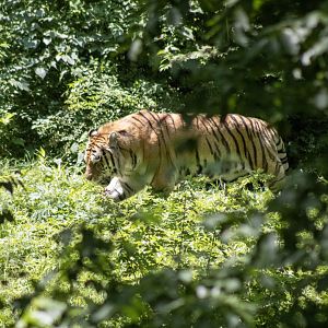 Amur Tiger