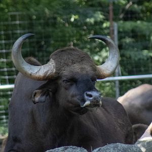 Gaur