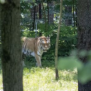 Amur Tiger