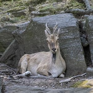 Markhor
