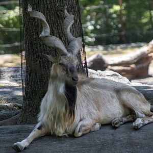 Markhor