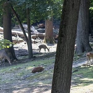 Asian Deer and Antelope