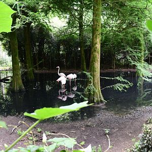 Greater Flamingos exhibit (mixed with Turkey, Scarlet Ibises, and Waterfowl)