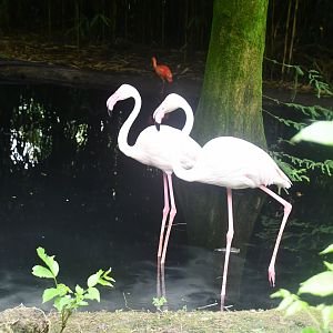 Greater Flamingos