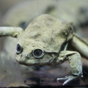 Titicaca water frog (Telmatobius culeus)