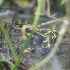 Atelopus limon (Wampucrum)