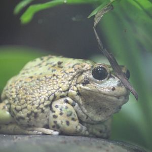 Andean marsupial frog (Gastrotheca riobambae)