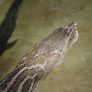 Asian narrow-headed softshell turtle (Chitra chitra)