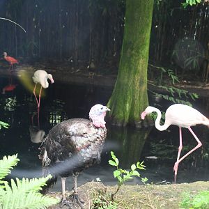 Turkey, Greater Flamingos, and Scarlet Ibises