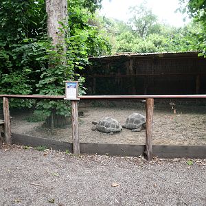 Aldabra Tortoise exhibit (start of the Tropic trail)