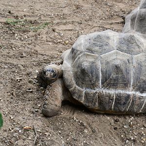 Aldabra Tortoise