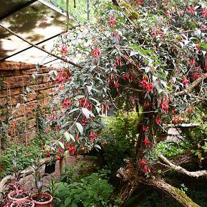 Butterfly/Hummingbird aviary
