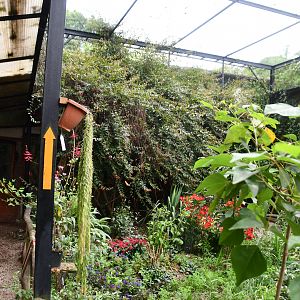 Butterfly/Hummingbird aviary