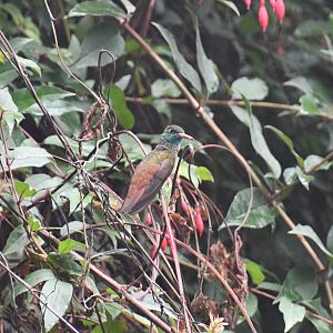 Emerald Hummingbird (Amazilia amazilia)
