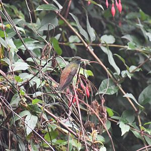 Emerald Hummingbird (Amazilia amazilia)