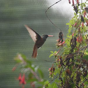Emerald Hummingbird (Amazilia amazilia)
