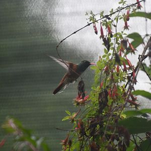 Emerald Hummingbird (Amazilia amazilia)