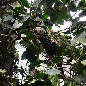 Silver-cheeked Hornbill (Tropical Pavilion)