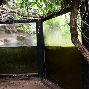 Cuvier's Dwarf Caiman exhibit (Tropical Pavilion)
