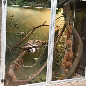 Boa Constrictor exhibit (Tropical Pavilion)