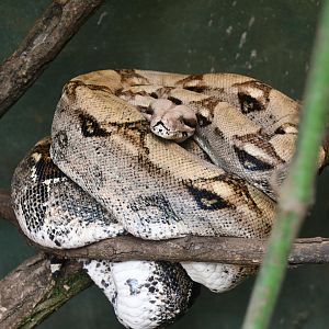 Boa Constictor