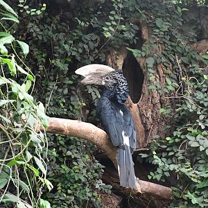 Silvery-cheeked Hornbill
