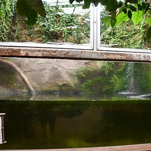 Yellow Anaconda exhibit (Tropical Pavilion)