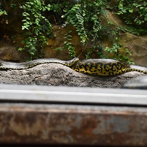 Yellow Anacondas