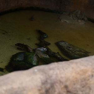 Mudskipper pool (Tropical Pavilion)
