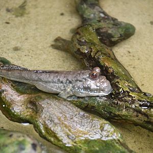 Mudskipper