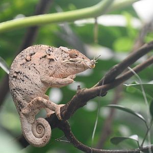 Common Chameleon