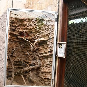 Ball Python exhibit (Tropical Pavilion)