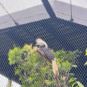 White Crowned Hornbill