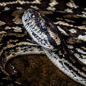 Python ID - Zoo Wroclaw (Morelia spilota mcdowelli?)
