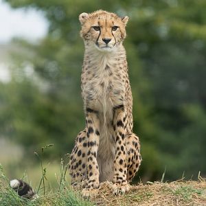 Cheetah, Hamerton, UK