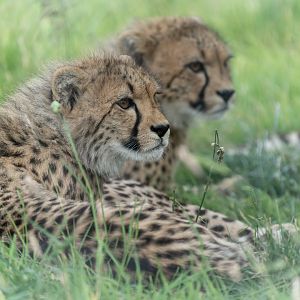 Cheetah, Hamerton, UK