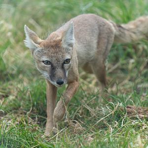 Corsac fox, Hamerton, UK
