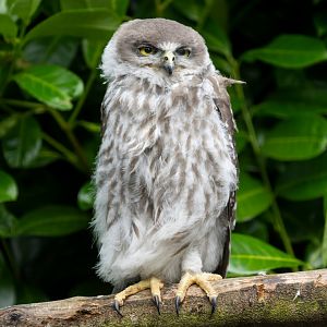 Barking owl juvenile, Hamerton, UK