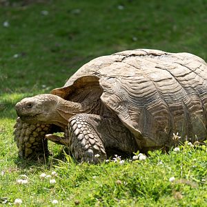 African spurred tortoise, Hamerton, UK